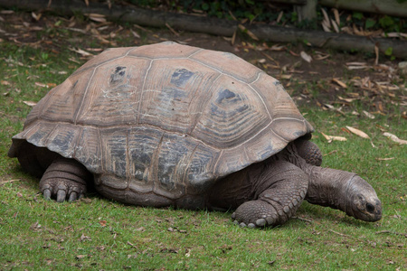 奥达布拉巨龟AldabrachelysGigantea。