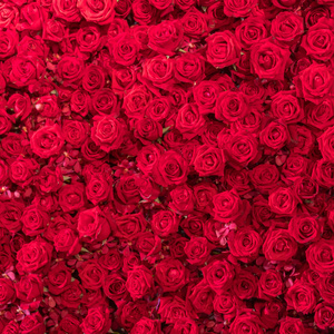 美丽的自然红玫瑰图案背景