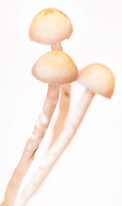 蘑菇 mushroom的名词复数  如蘑菇般生长迅速的事物