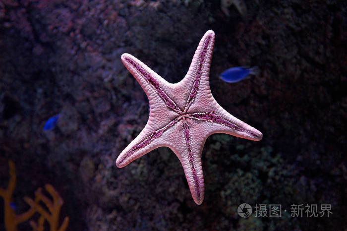 墙上的水族馆海星