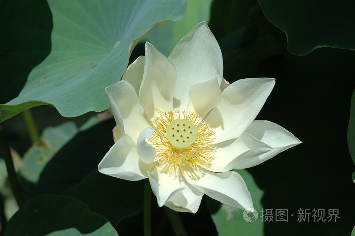 白百合