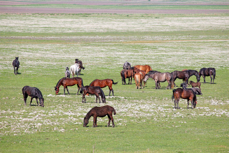 在田野的春天季节的马群