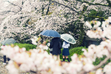 在京都的许多人在花园里的樱花盛开, 颂