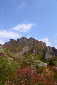 春天的芦苇山