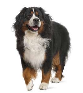 Bernese 山犬, 3 岁, 站在白色 ba 前