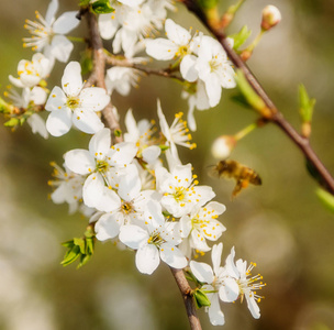 白樱桃花在蓝天上, 蜜蜂飞舞春天 ab