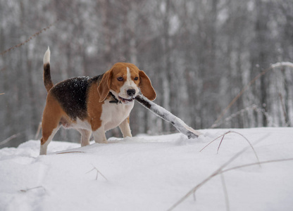 小猎犬在冰雪森林中漫步