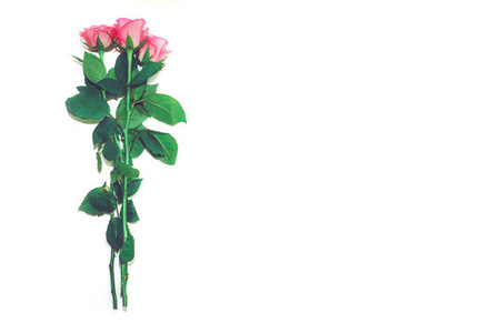 红色或粉红色的玫瑰在孤立的背景