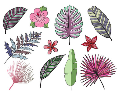 手绘热带树叶颜色矢量集。设置叶和花。外来.复古矢量植物插图