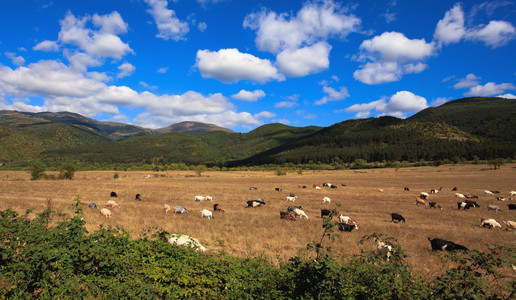 风景与山羊图片