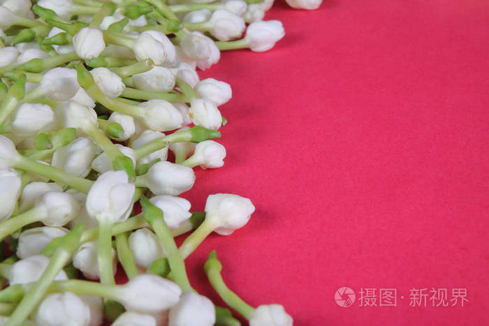 美丽的印度茉莉花