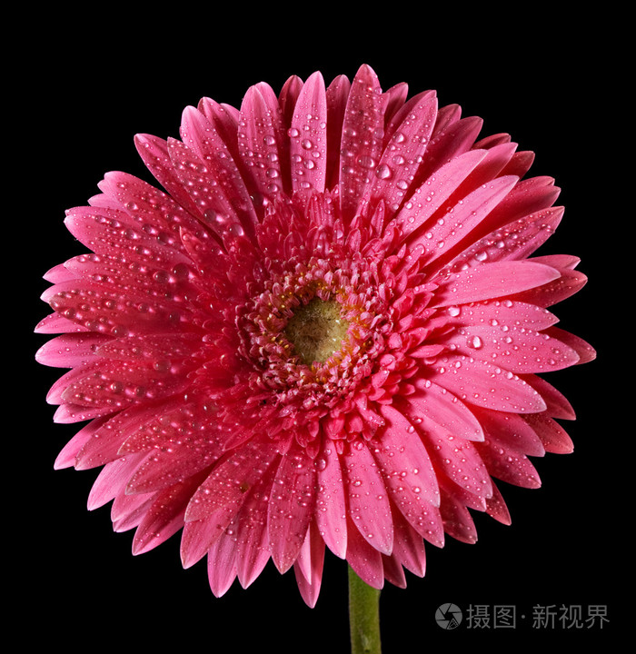 孤立在背上的红色非洲菊