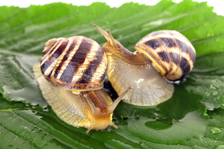 叶在白色背景上的两只蜗牛