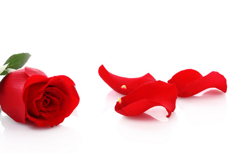 红玫瑰与堕落花瓣上白色隔离