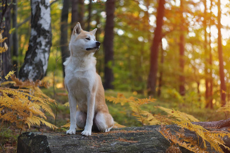 秋天的树林里的滑稽日本狗秋田犬小狗