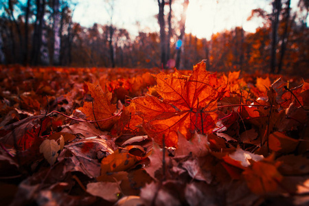 秋天的树叶在森林里很大
