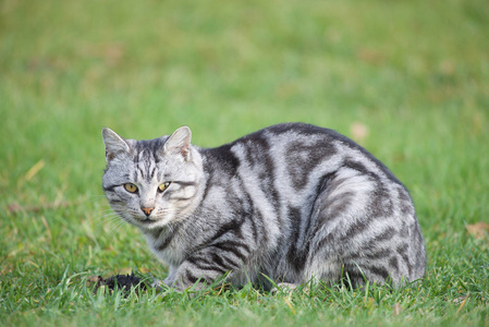 猫的时候, 他抓住了嘴。猫和嘴。灰色小猫