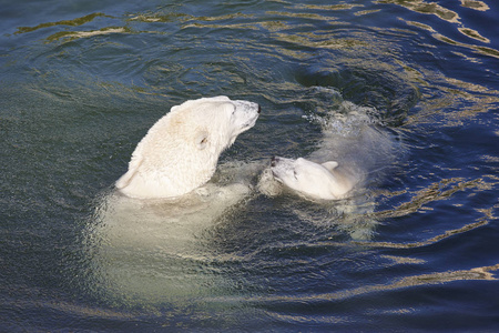 北极熊在水面上玩他的幼崽