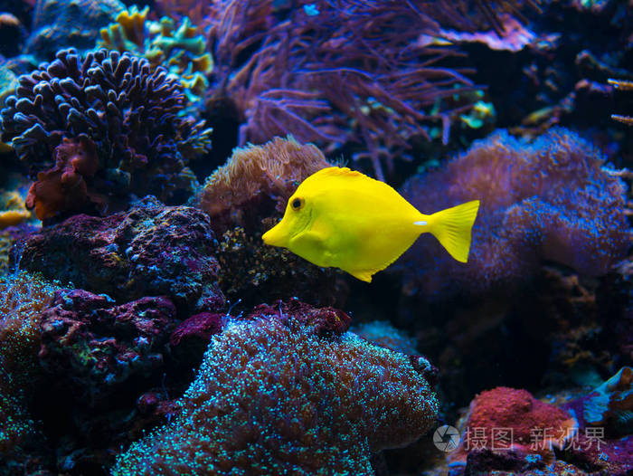 近距离黄色明亮的小鱼在水族馆游泳