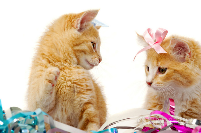 两只可爱的猫猫照片-正版商用图片03dnzt-摄图新视界