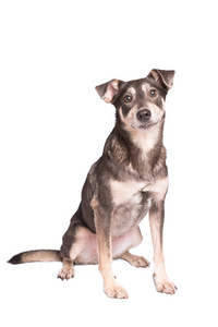 一个可爱的混血狗的肖像照片在白色隔离