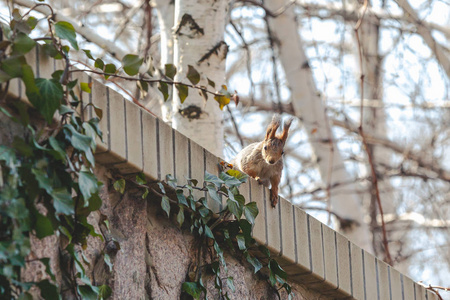 红松鼠与大蓬松的耳朵坐在围栏图片