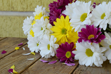 粉红色, 黄色和白色的甘菊花。生日, 母亲节, 情人节, 3月8日, 婚礼卡或请柬。花卉装饰节日背景