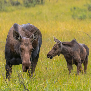 麋小牛和母亲一起吃草