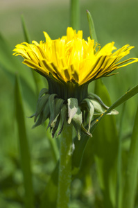 开花枝