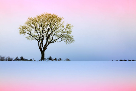 冬季风景与树