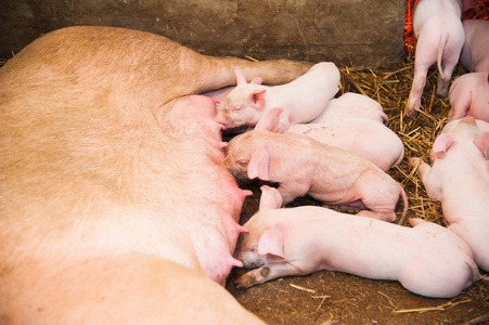 肥沃的母猪躺在稻草和仔猪哺乳在谷仓