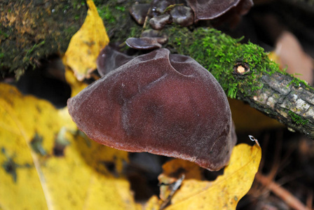在秋天的森林中的蘑菇