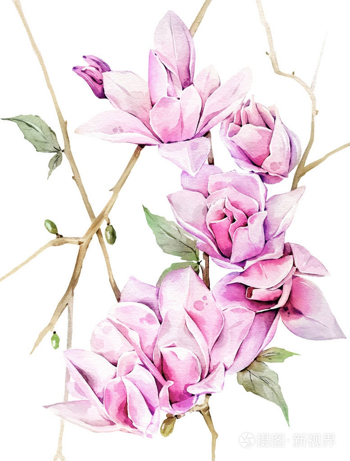 手绘玉兰水彩插图