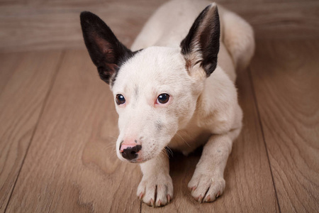 白色的狗, 黑色的耳朵躺在木板上。狗的肖像