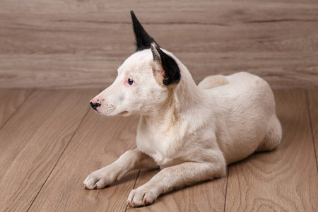 白色的狗, 黑色的耳朵躺在木板上。狗的肖像