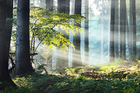 云雾缭绕的森林中的太阳光线