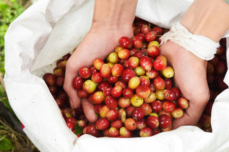 红色浆果咖啡豆农学家手上的特写