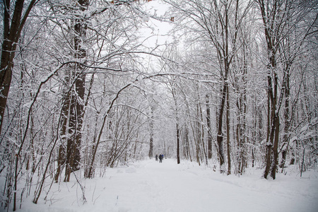 美丽的冬天森林风景, 树被盖的雪