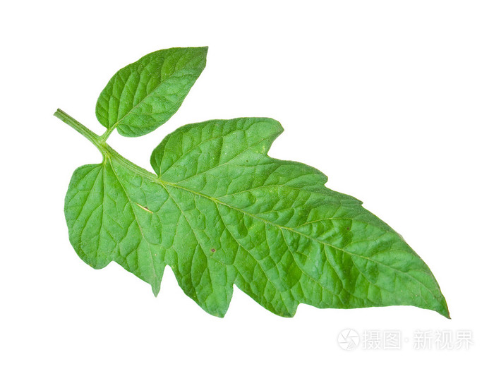番茄叶
