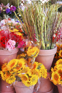 花卉市场1