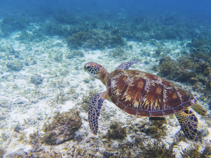 船龟水下照片.海龟的自然环境.绿海龟在水下游泳.珊瑚礁居民.