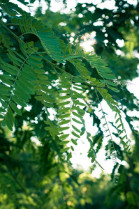 绿色植物