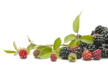 黑莓 blackberry的名词复数 