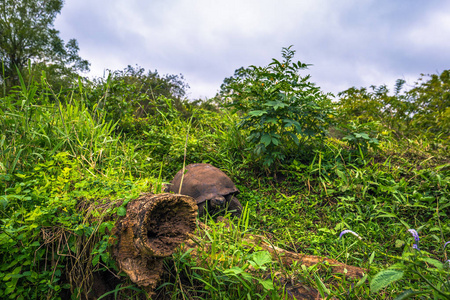 加拉巴哥群岛2017 年 7 月 22 日 巨龟在圣克鲁兹岛的 El Chato 储备