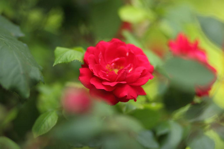 情人节, 粉红玫瑰, 3月8日, 贺卡与鲜花在节日, 自然背景, 粉红色的花朵在流行艺术风格, 艺术