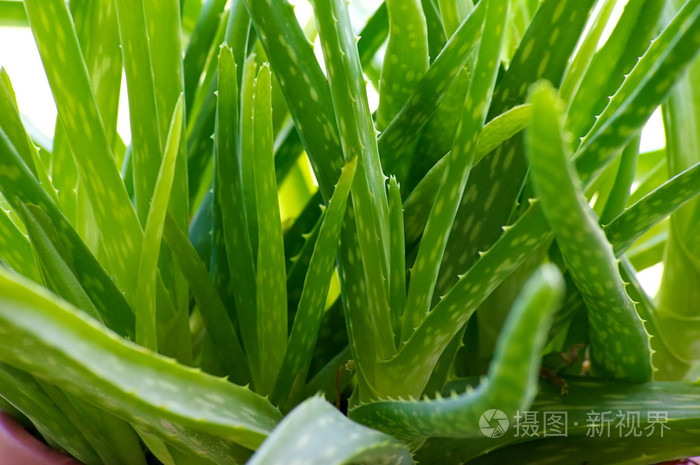 库拉索芦荟植物