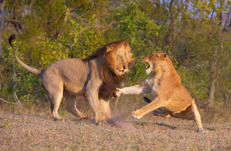 狮子潘提拉狮子座和母狮打架