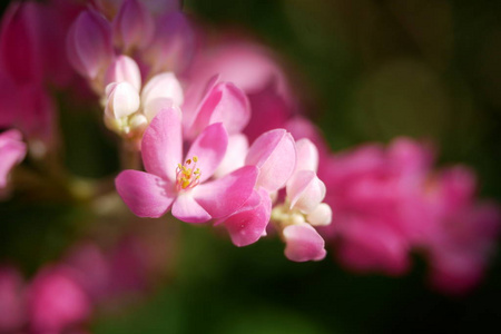 粉红色的花关门