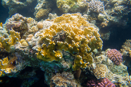 红海珊瑚鱼礁