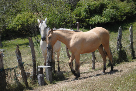 智利圣地亚哥农场的马匹